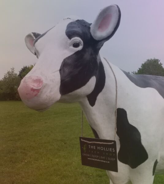 Picutre of a happy cow outside the Hollies Farm Shop in Little Budworth